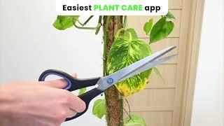 Plant care tips for Pothos by PlantIn app