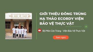 Giới thiệu đông trùng hạ thảo Ecordy Viện Bảo vệ thực vật | Bộ môn Côn trùng và Tuyến trùng sản xuất