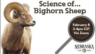 Science of...Bighorn Sheep