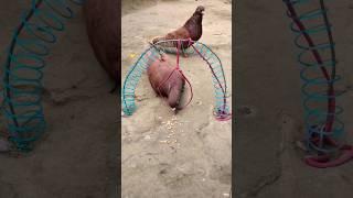 Create amazing bird trap pigeon // Creativity quick pigeon trap