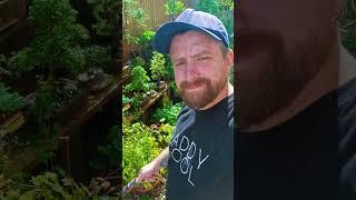 How to get healthier Bonsai with lush growth! #japan #bonsaitree #garden #Bonsai