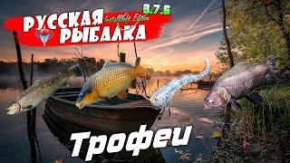 Русская Рыбалка Installsoft Edition 3 7 6 Трофеи #20 Ручьевая форель,Сазан,  Сельдяной король, Сиамс