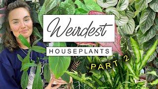 WEIRD (But Amazing) Houseplants PART 2  Top 10 Weirdest Cool Plants 