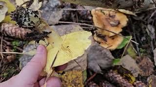 Tricholoma Equestre, A Canarytrich