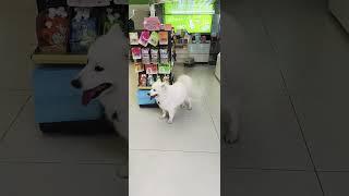 The shopkeeper’s doggie️#shortsvideo #youtubeshorts #cuteanimals #dog #dogsloversworld