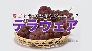 皮ごと食べた方が良い？ デラウェアの栄養と効果的な食べ方