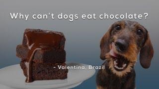 Why can't dogs eat chocolate?