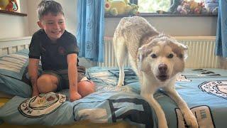 Talking Husky Argues With Dad! It’s Hilarious!