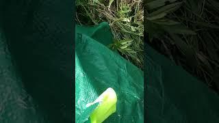 Дырявое укрытия, хотя делал навес ! ️ #жизньвдеревне #бахалтай #стройка