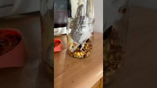 Попугай Корелла застрял в банке #корелла #попугай #смешнойпопугай #птицы #мем #попугайкорелла #birds