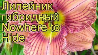 Лилейник гибридный Новеа ту Хайд. Краткий обзор, описание характеристик hemerocallis Nowhere to Hide