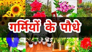 Summer Plants | गर्मियों के सबसे सुंदर पौधे | पूरे मौसम देंगे फूल और हरियाली | In/Out both Plants