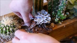 Cacti And Succulent Trough Maintenance (2018)