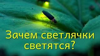 Насекомые-инженеры? Вы не поверите, на ЧТО они способны!