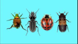 Rose Pest Solutions Beetle Pest Control