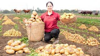 Harvesting American potatoes Goes to market sell | Farming, gardening, growing vegetables