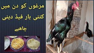 Murgo ko kitni bar aur kis time khurak dain || by birds society information Hindi / urdu