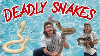 Working with EXTREMELY Deadly Snakes with @ChandlersWildLife - duffdoesnaturestuff