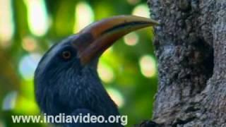 Malabar Grey Hornbill Bird