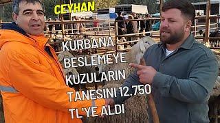 15 KASIM 2024 CEYHAN KÜÇÜKBAŞ HAYVAN PAZARI#kuzu #koyunkuzu #adak #hayvanpazari #kurbanlık #keçi