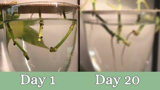 20 Day Time Lapse of Pothos Propagation | Root Development |