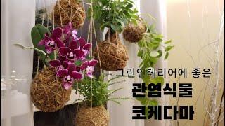 코케다마 만들기- 2 - 관엽식물편/ 공기정화와 아름다운 그린 인테리어의 완성-