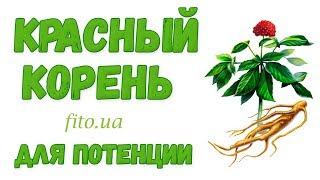 Красный корень для повышение потенции у мужчин. При импотенции, аденоме, простатите. Как применять?