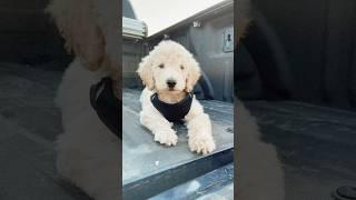 Buddy when he was a little puppy #puppy #cutie #outgoing #lovely #goldendoodle #dogball #dog #funny