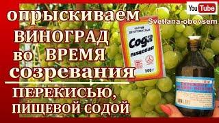 ОБРАБОТКА ВИНОГРАДА во ВРЕМЯ  СОЗРЕВАНИЯ ОТ ОИДИУМА ,АНТРАКНОЗА,МИЛДЬЮ,СЕРОЙ ГНИЛИ  ПЕРЕКИСЬЮ