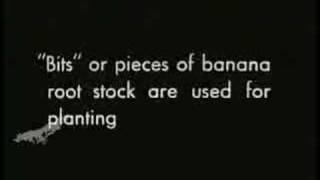 About Bananas (1935) Part One