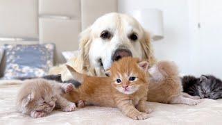 Golden Retriever Loves to Babysit Tiny Kittens