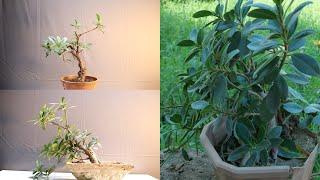 Ficus Plant Pruning & Shifting Plant Orientation || Ficus Bonsai Styling