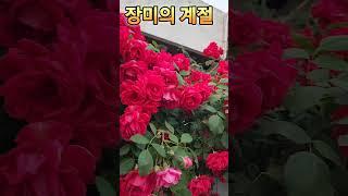 ️김용빈 내사랑지금어디 #장미의 계절 입니다 