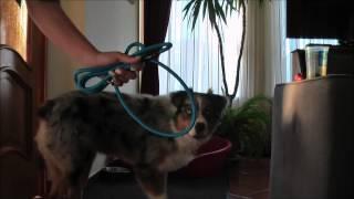 100tricks100days # 31 day Put your head through the collar / Bújj bele a nyakörvbe