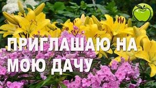 10 соток моего огородного счастья. Приглашаю на экскурсию по саду, в котором все растет
