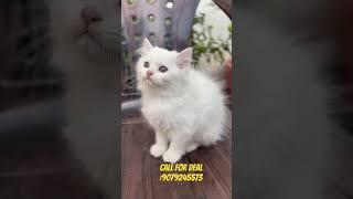 Persian kittens available in jaipur #youtubeshorts #shorts #persiancatseller