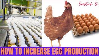 How To Increase Egg Production in Chickens, Poultry, Layers,