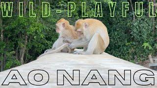 Monkeys Gone Wild at the Beach - Ao Nang Krabi Thailand