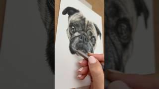 Drawing a pug in coloured pencils  #drawingprocess #drawing #dogportrait #petportraitartist #art