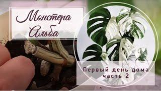 Монстера Альба. Первый день дома часть 2.Экстренная пересадка.