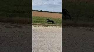 Dog Running #shorts #dog