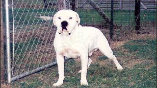 Southern Bulldogs : White English, Old Southern Whites & American Bulldogs.