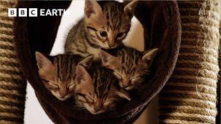 Acrobatic Bengal Kittens Learn To Hunt | Wonderful World of Puppies | BBC Earth