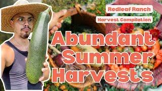 ABUNDANT Summer Vegetable Garden Harvests | Compilation
