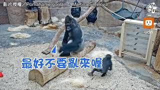 手癢還是皮在癢？小金剛猩猩偷拔爸屁毛慘遭教訓︱動物︱搞笑