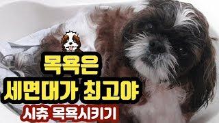 댕댕이 강아지 목욕시키기 목욕탕 세면대가 최고야 dog bath