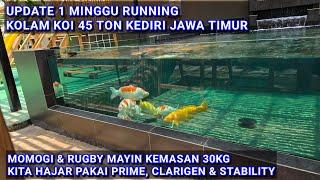 KOLAM IKAN KOI ALL SPECK BUGATTI | KEDIRI JAWA TIMUR