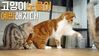 아빠 고양이 노을이 예민해지다! Cat Noel is Very Sensitive [SURI&NOEL]