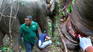 Saving an Elephant from a Deadly Snare  #SL WILD TV