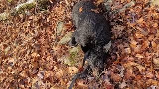 2024 PA Bear Hunt